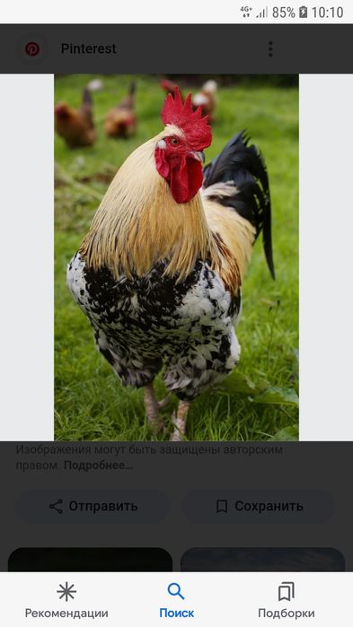 Петухи куры домашние