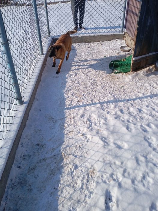 Белгийкая овчарка