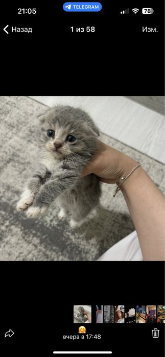 Mushuk bolasi sotiladi