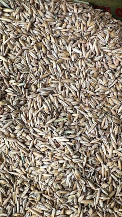 Продам Ячмень Овес Кормо смесь