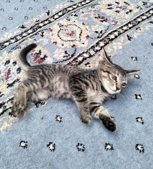Котята бесплатно. Марғау тегін
