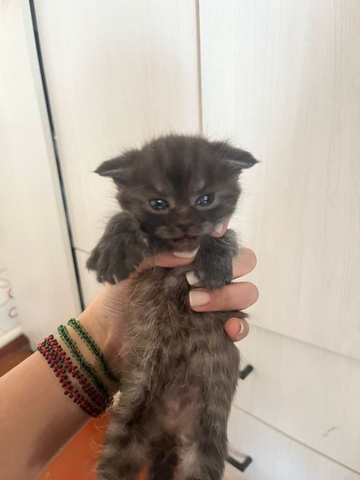 Отдам котят британцев