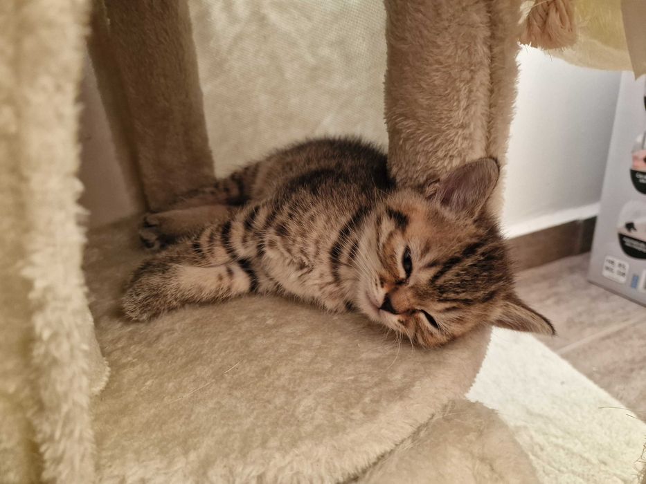 Британски котета - коте