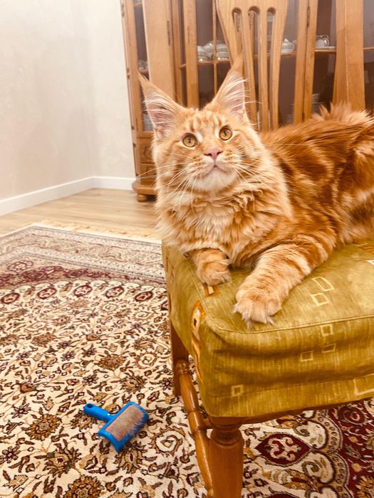 Котенок породы Мейн-Кун 8 мес