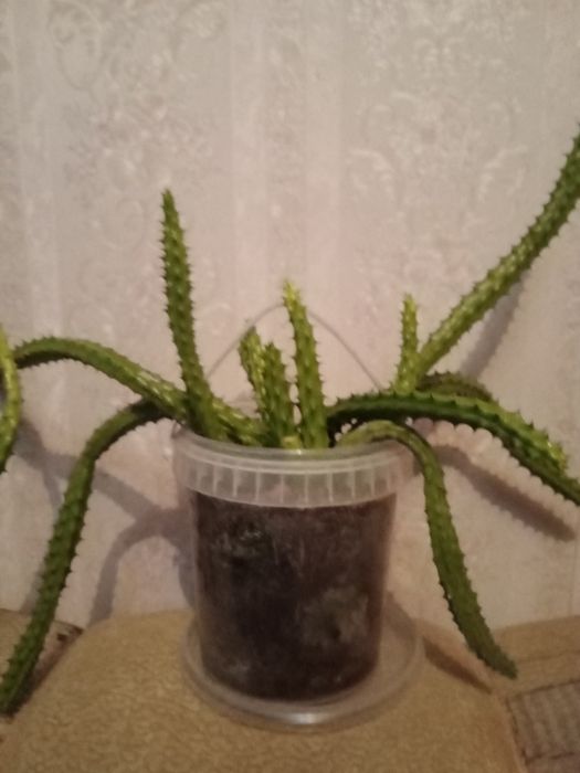 Толстянка  И Обрея.