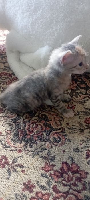 Донской сфинкс котенок