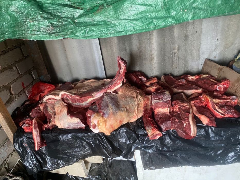 Мясо конины