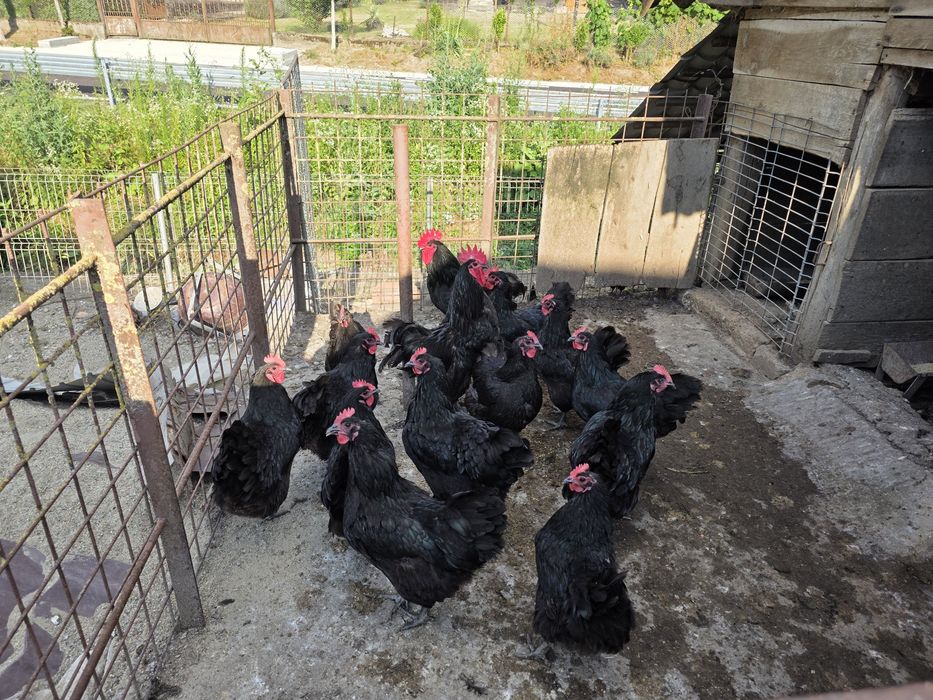 Gaini de rasa Australorp negru