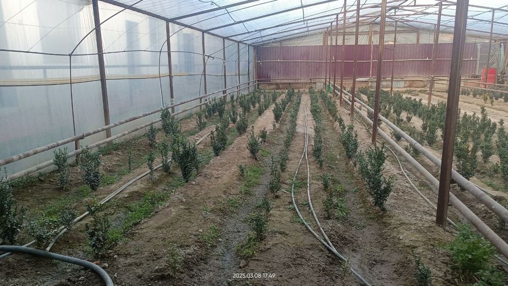 Шамшод кўчатлари