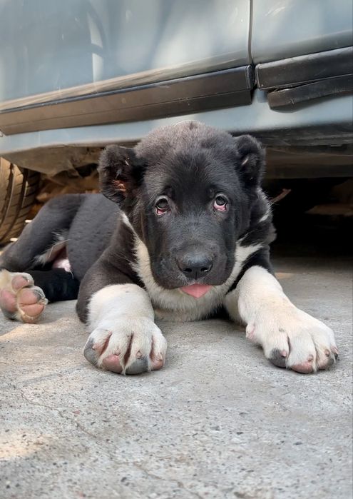 Супер щенки Алабая, төбет