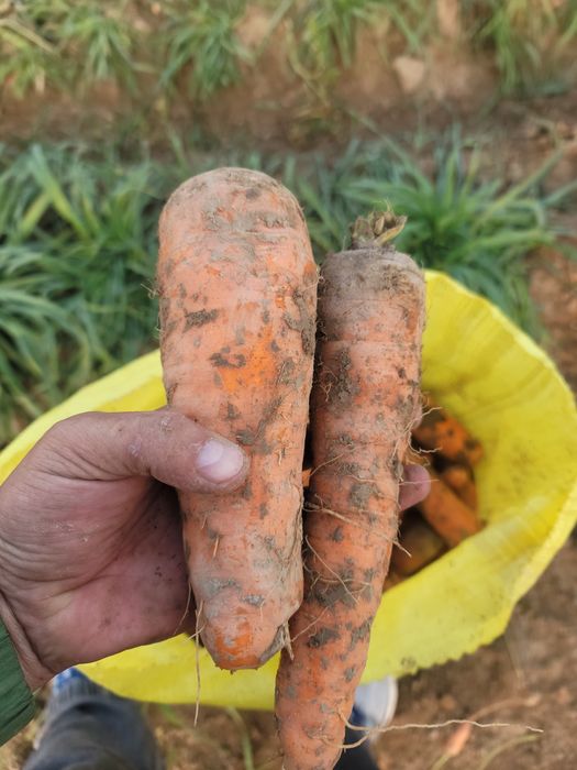 Продам морковь свекла