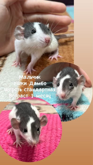 Крысята ручные малыши кудряшки  (крысы,крыса)