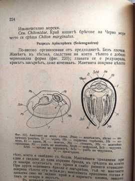 Анатомия и систематика на безгръбначните животни