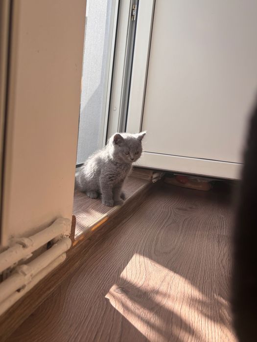 Motan caută familie