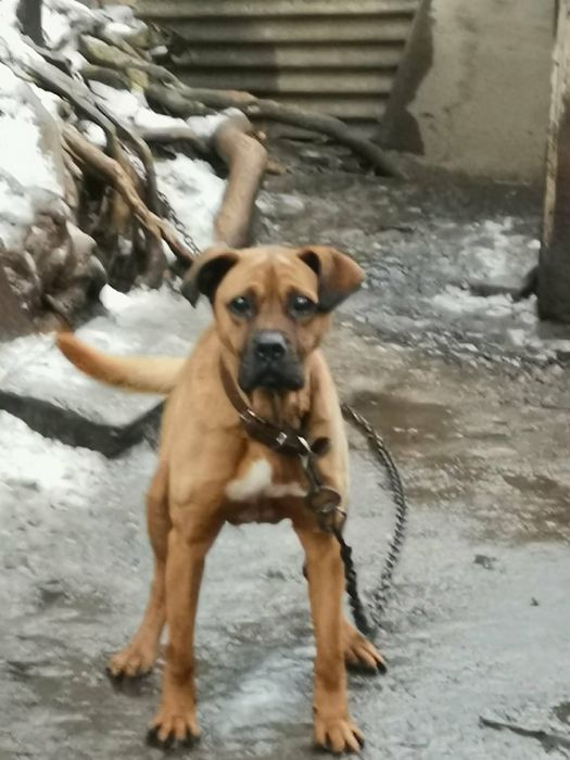 Подарявам куче пазач.Верен приятел.