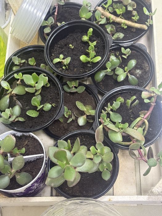 Отростки денежного дерева