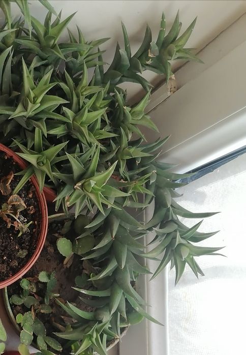 Кактусы различные