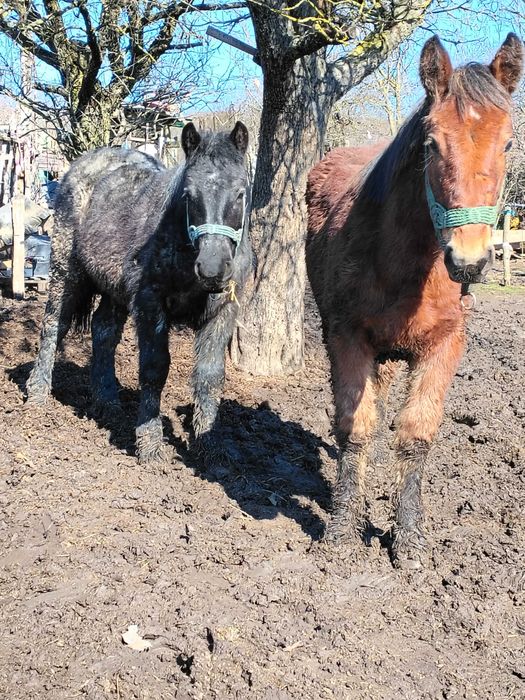 Caii de vânzare  mânzi de 7 luni