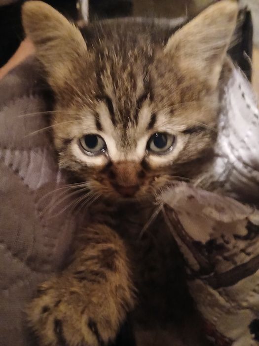 Малък, умен и красив младеж търси дом