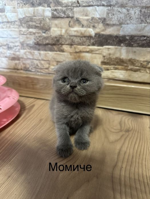 Молки. котенца търсят новия  си дом
