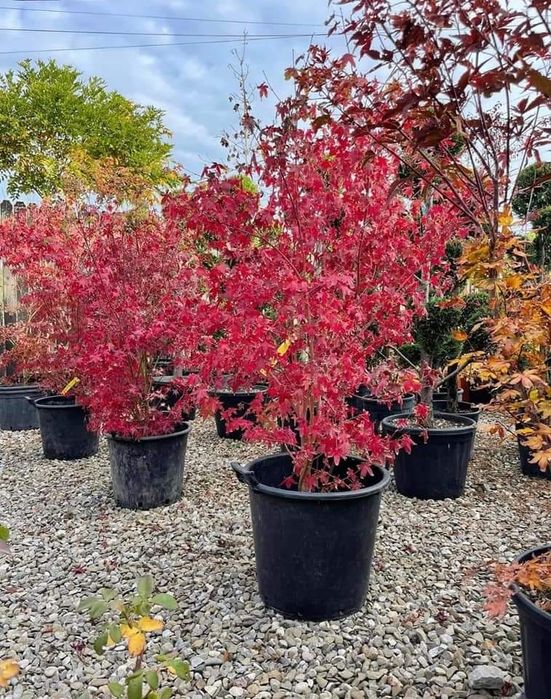 Arțar japonez roșu premium – plante ornamentale pentru grădina ta