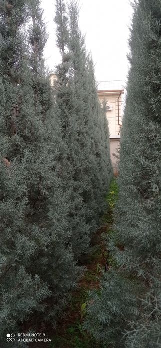 Arizoniskiy kiparis sotiladi oladiganla tel qila