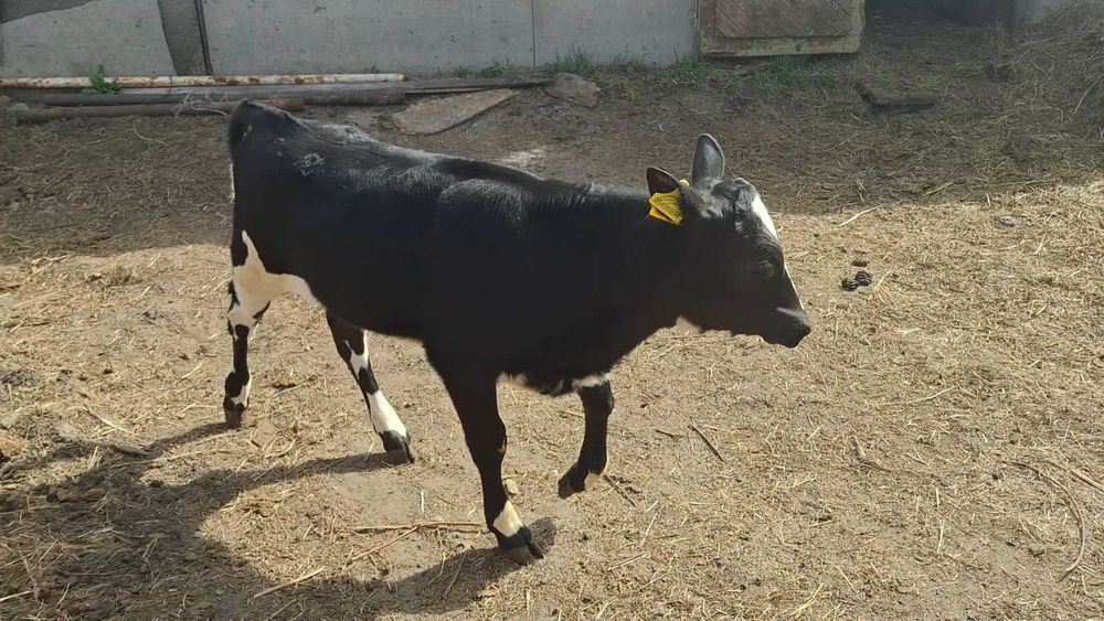 Продам тёлочку ( 2 месяца)