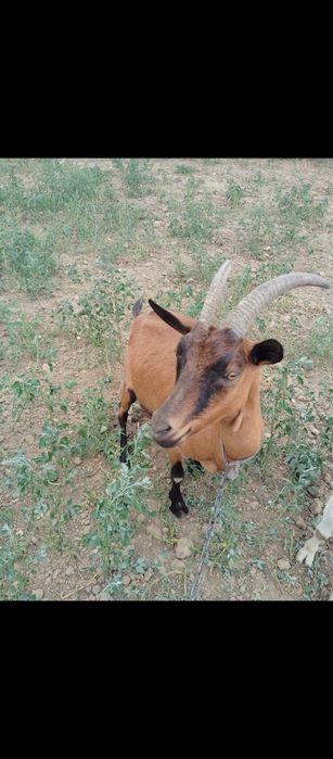 Vând 2 capre alpină Franceza ai sannen