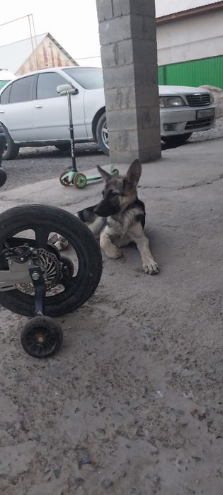 Восточной европейская овчарка
