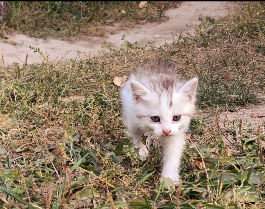 Котята ищят свой дом!