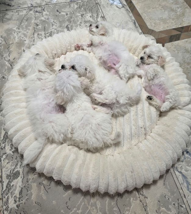 Vând bichon maltez 8 sap