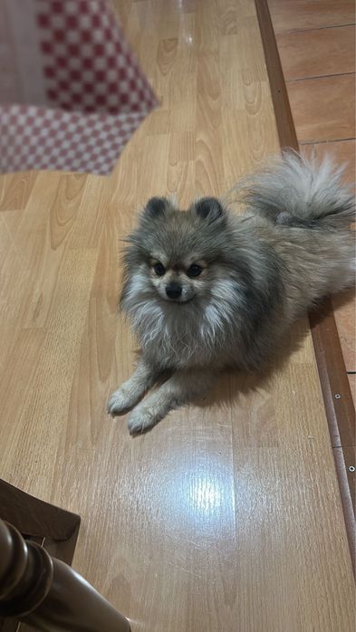 Потерялась собака