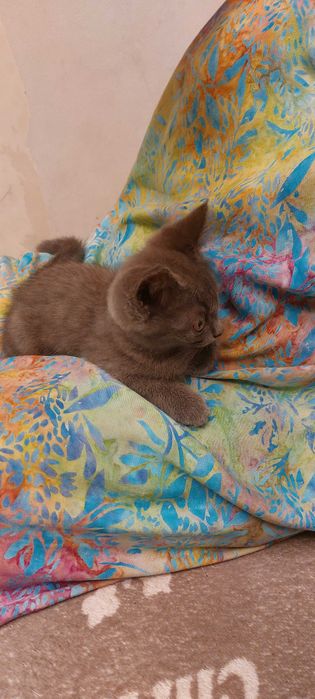 Отдам котёнка в добрые руки