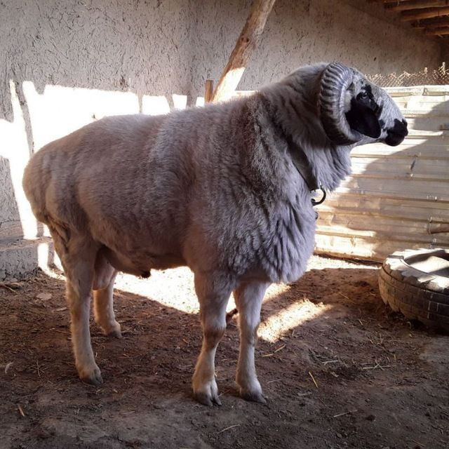 Qassob xizmati  qassob servis