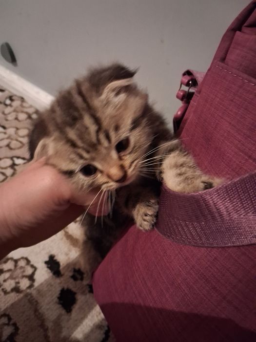 Котята шотландский веслоухие