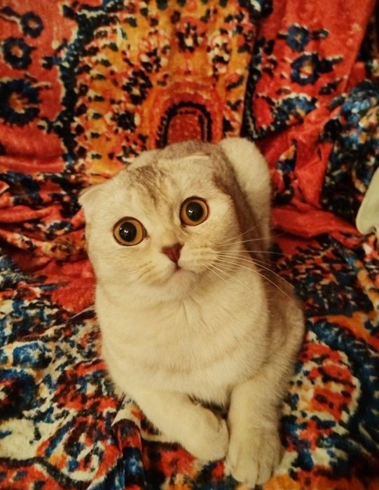 отдаю кошечку в добрые руки