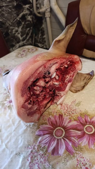 Продам свиную голову с ногами