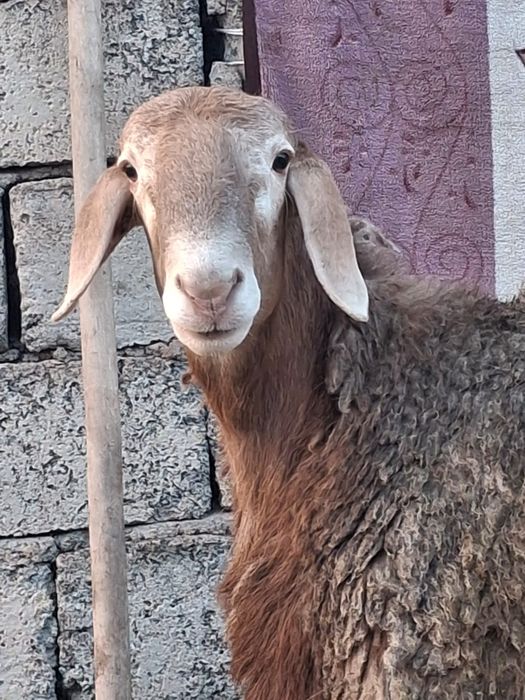 Арашан токты кошкар