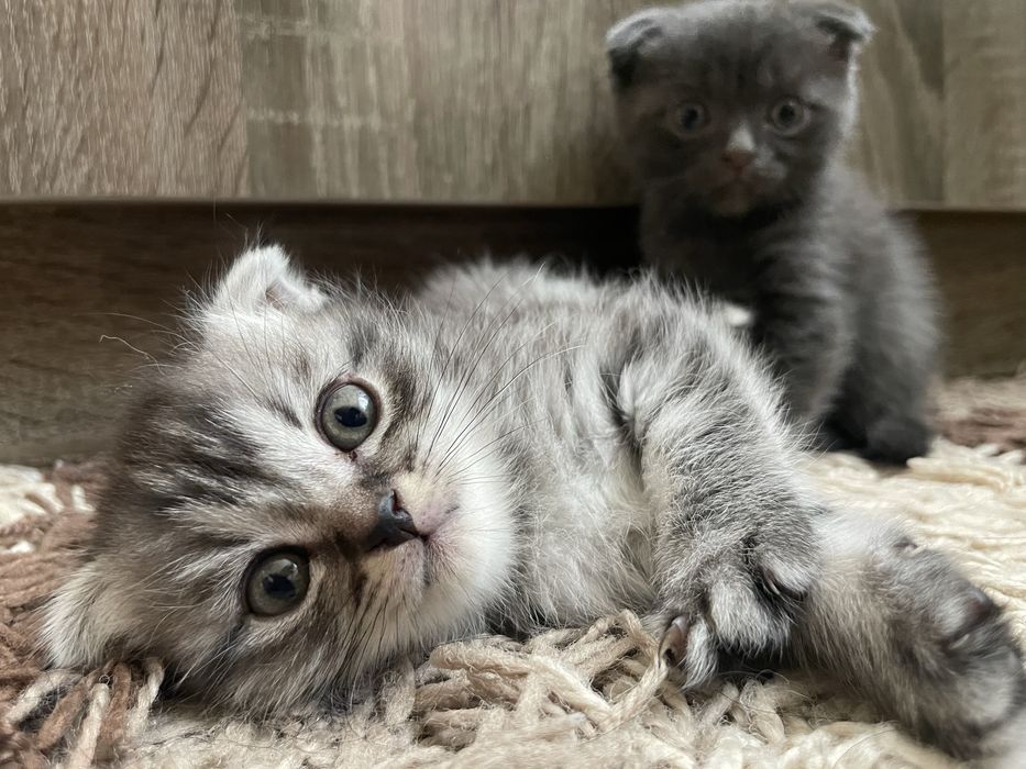 Котята  вислоухие