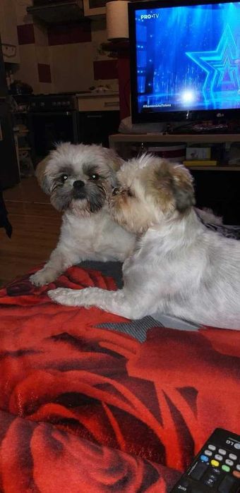 Pui Shih Tzu talie mică (baieteti)– Își caută familii iubitoare și responsabile