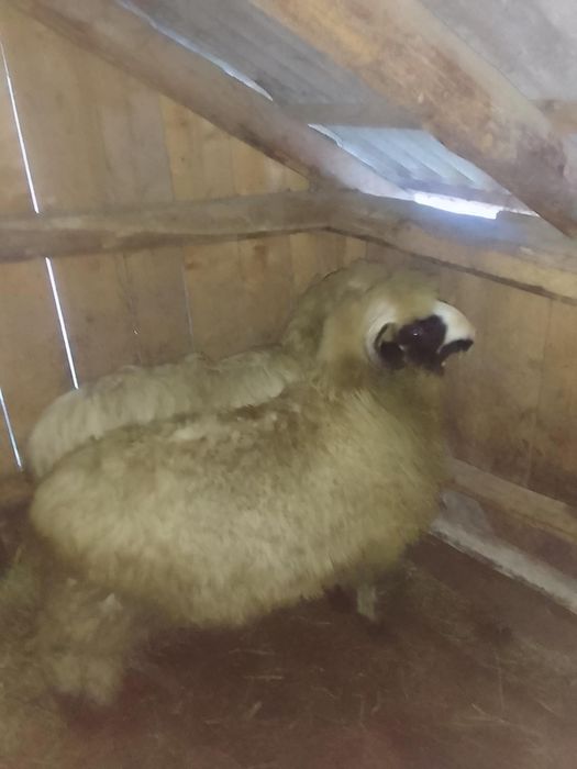 Noatin Brez de vânzare