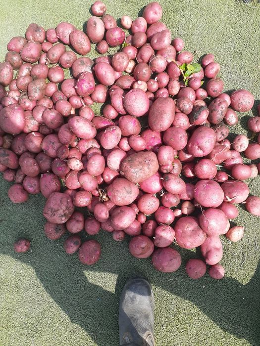 Продам картошку домашьная семена