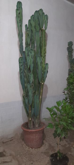 Молочай Великий.