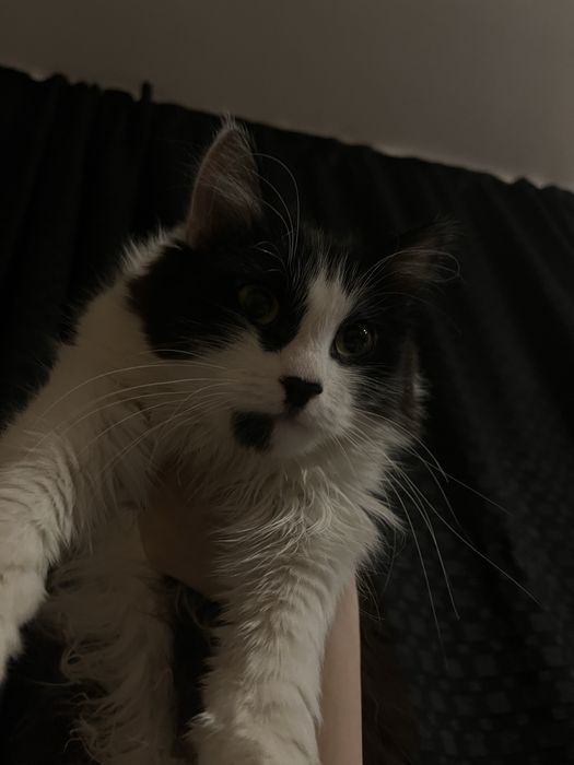 Отдам в хорошие руки