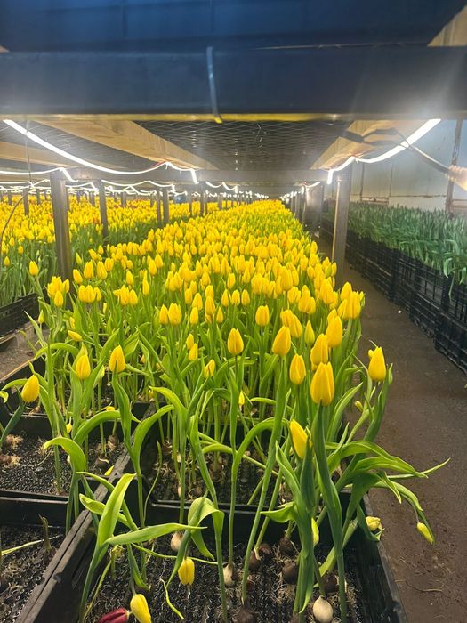 Тюльпаны оптом с алматы