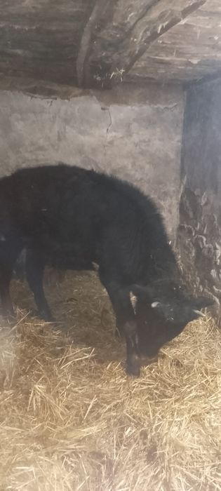 Продава се мъжко теле 250 кг