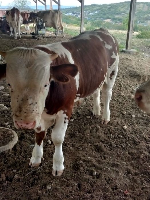 Disponibili detalii la Nr de tel