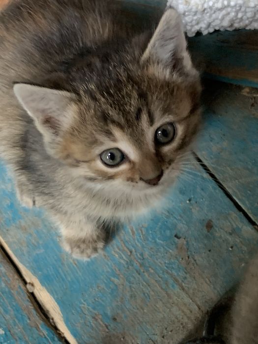 Не продаю! Отдам двух котенков и ихни маму в добрые руки!