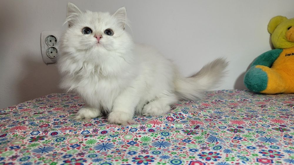 British Longhair  cu pedigree  NS 11 33