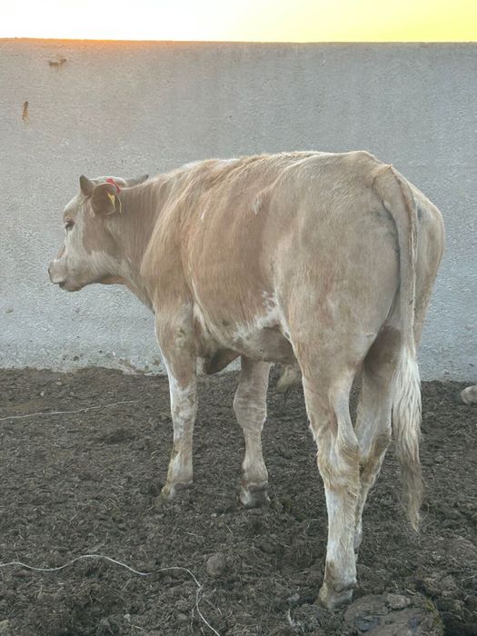 Бұқа сатам 1,5 жасар 12 бас мартукте